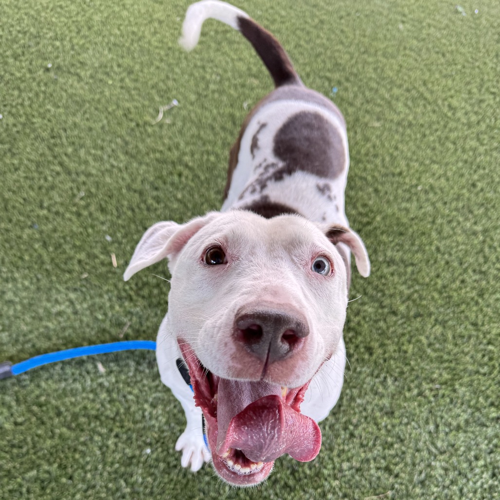 Starfish, photo 39