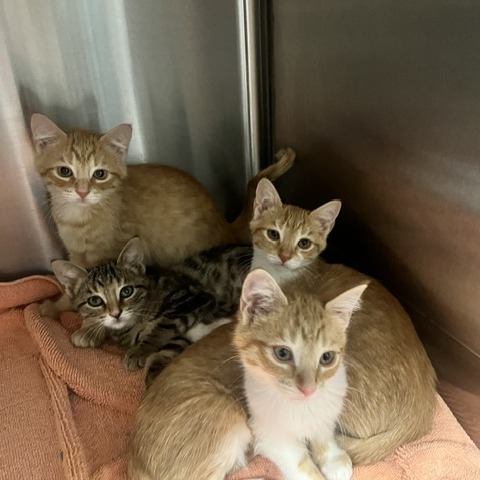 CLOUD JUMPER - Domestic Shorthair available for adoption