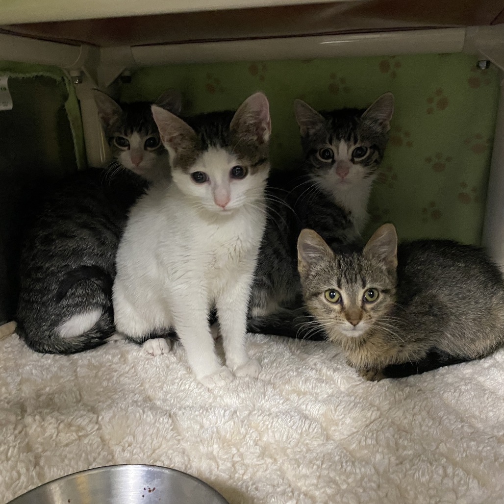 Pinkie Pie — thumbnail 2