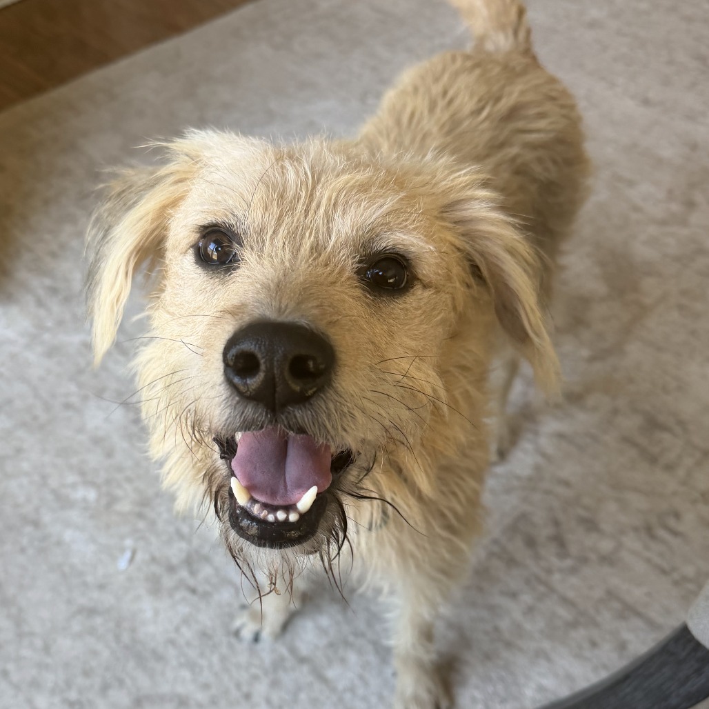 Baxter2