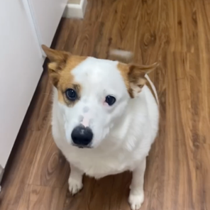 GIZMO - Cattle Dog / Australian (Red Heeler) available for adoption