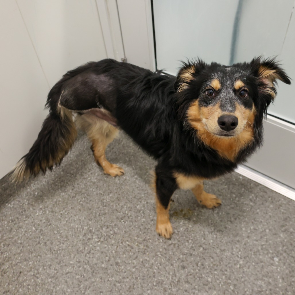 Koala — thumbnail 5