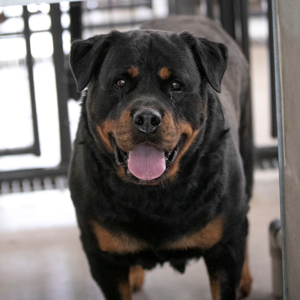 Ollie (MY26-88), photo 5