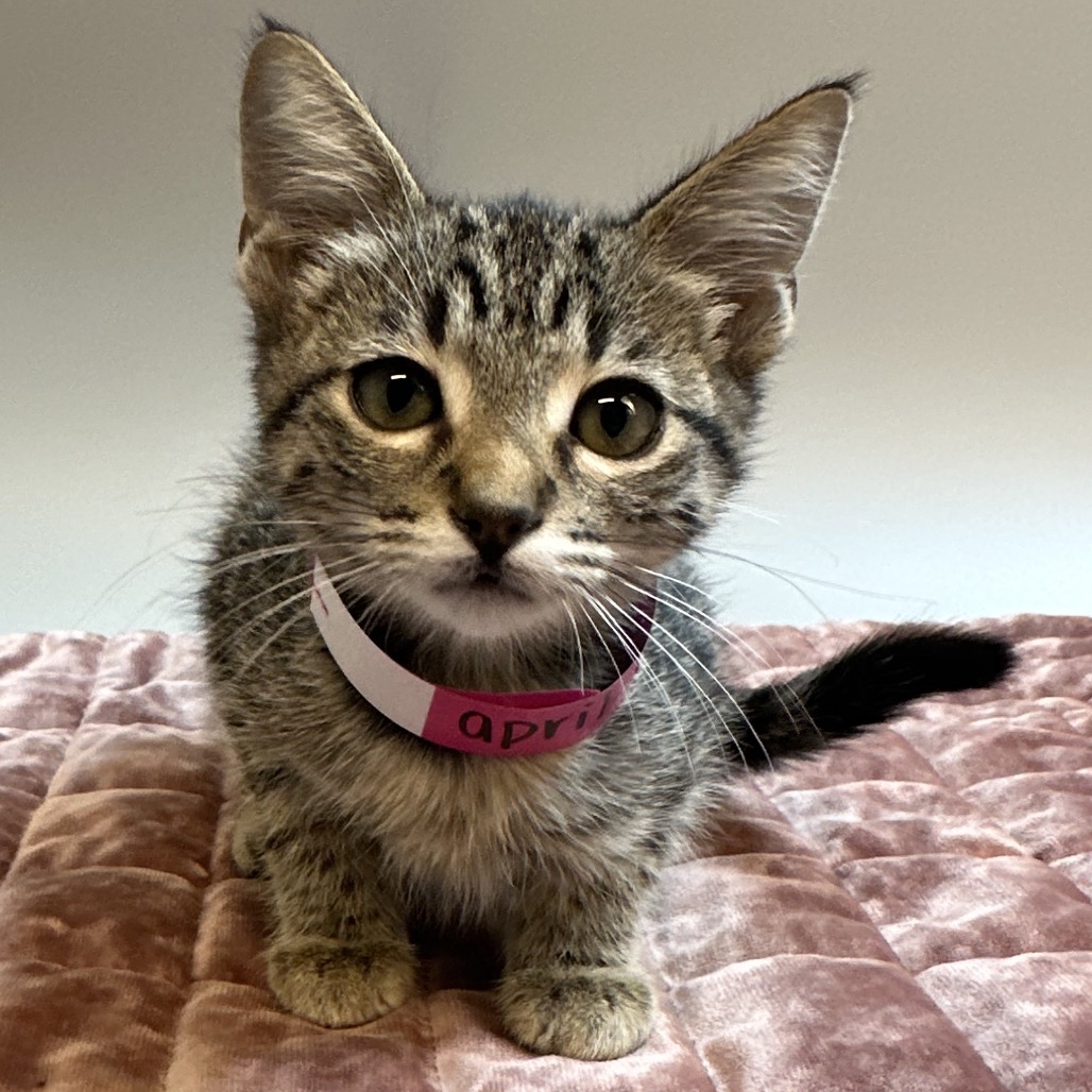 APRIL - Domestic Shorthair available for adoption