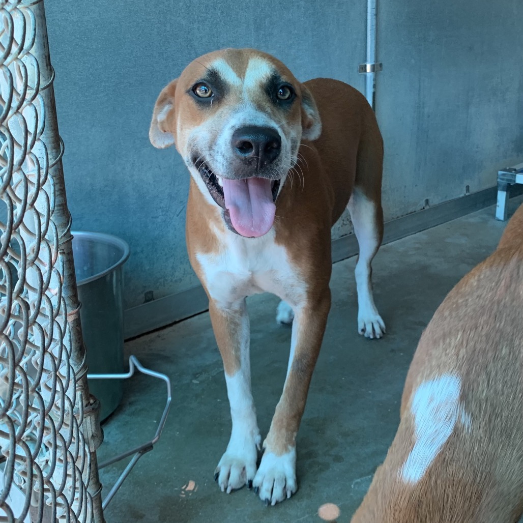 ARABELLA - Cattle Dog, Australian (Red Heeler) / Shepherd available for adoption