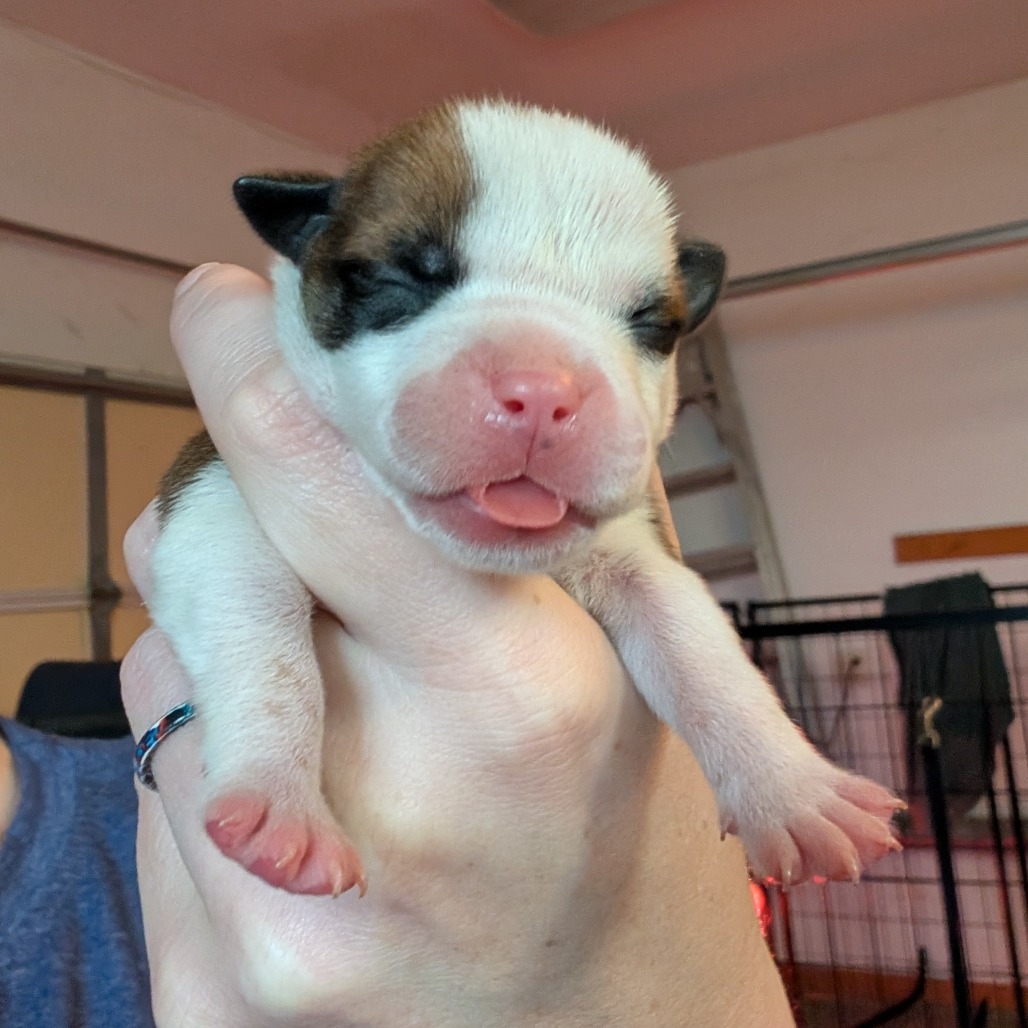 Mixed Breed