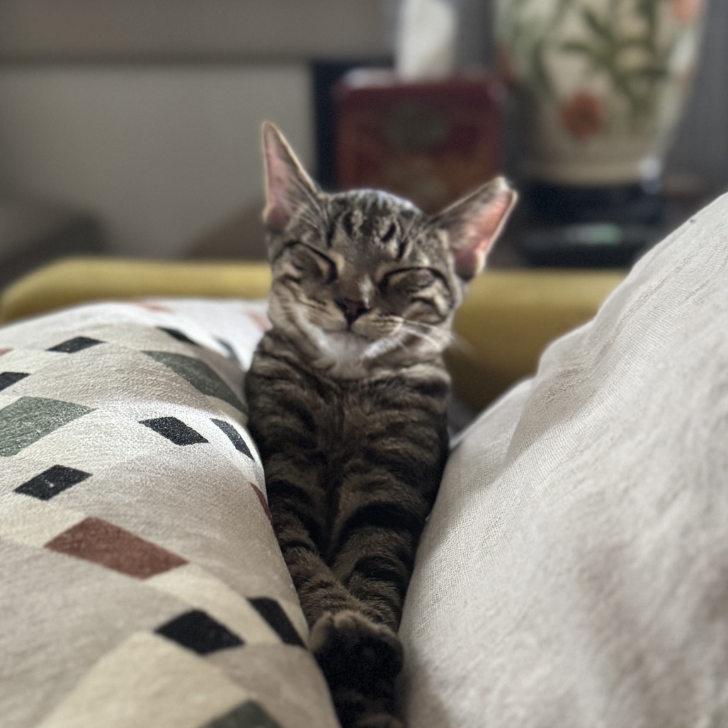 Aster — thumbnail 3