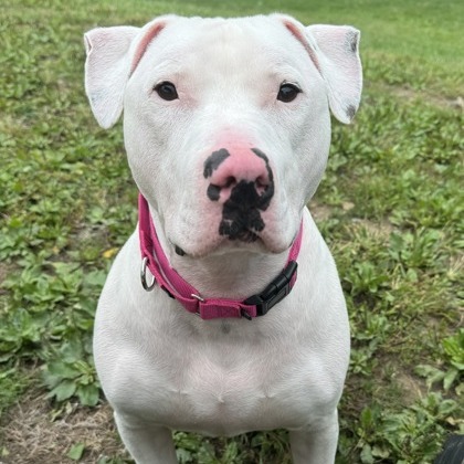 Barley — thumbnail 9