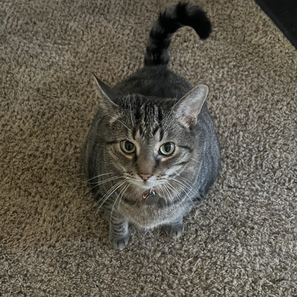 DAZZ - Domestic Shorthair available for adoption