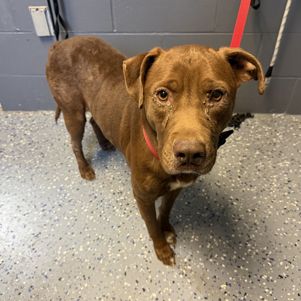 Tusc Stray 84929