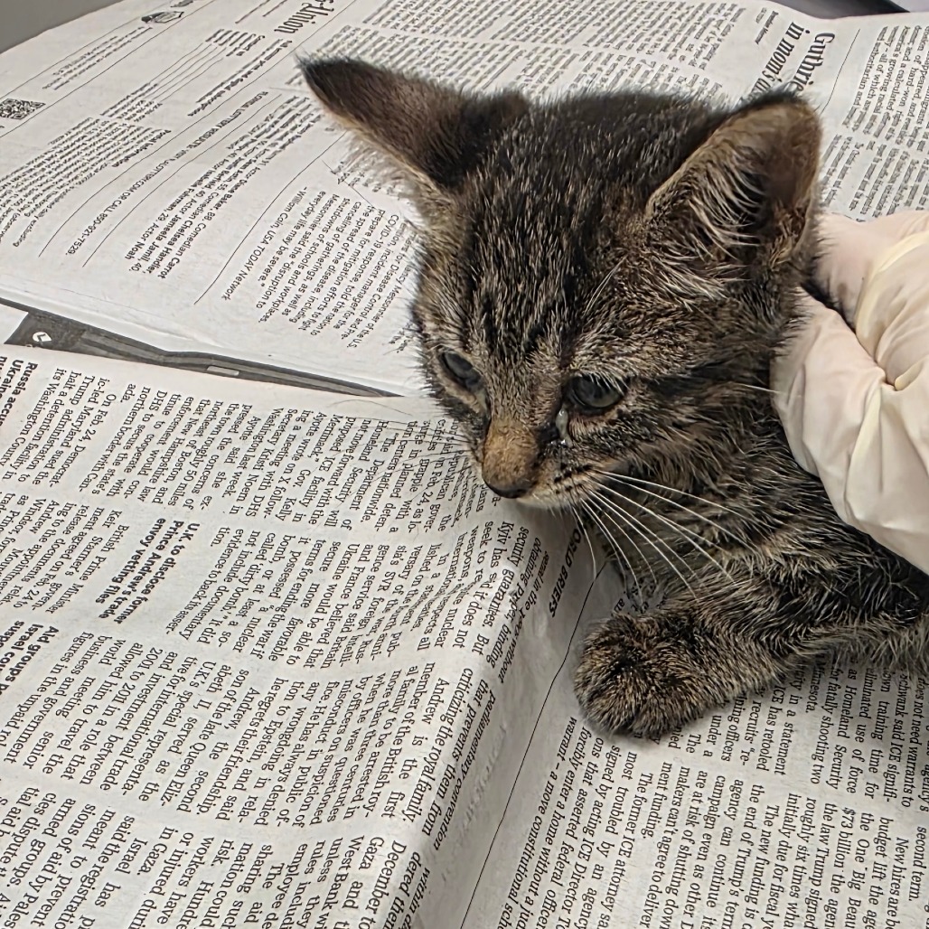 BENNY - Domestic Shorthair available for adoption