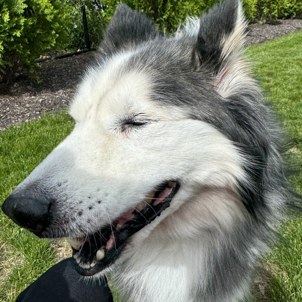 Diesel