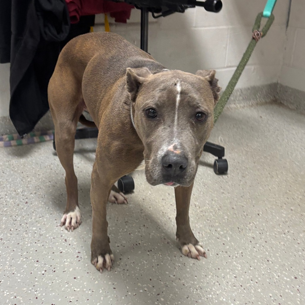 Chrissy — thumbnail 4