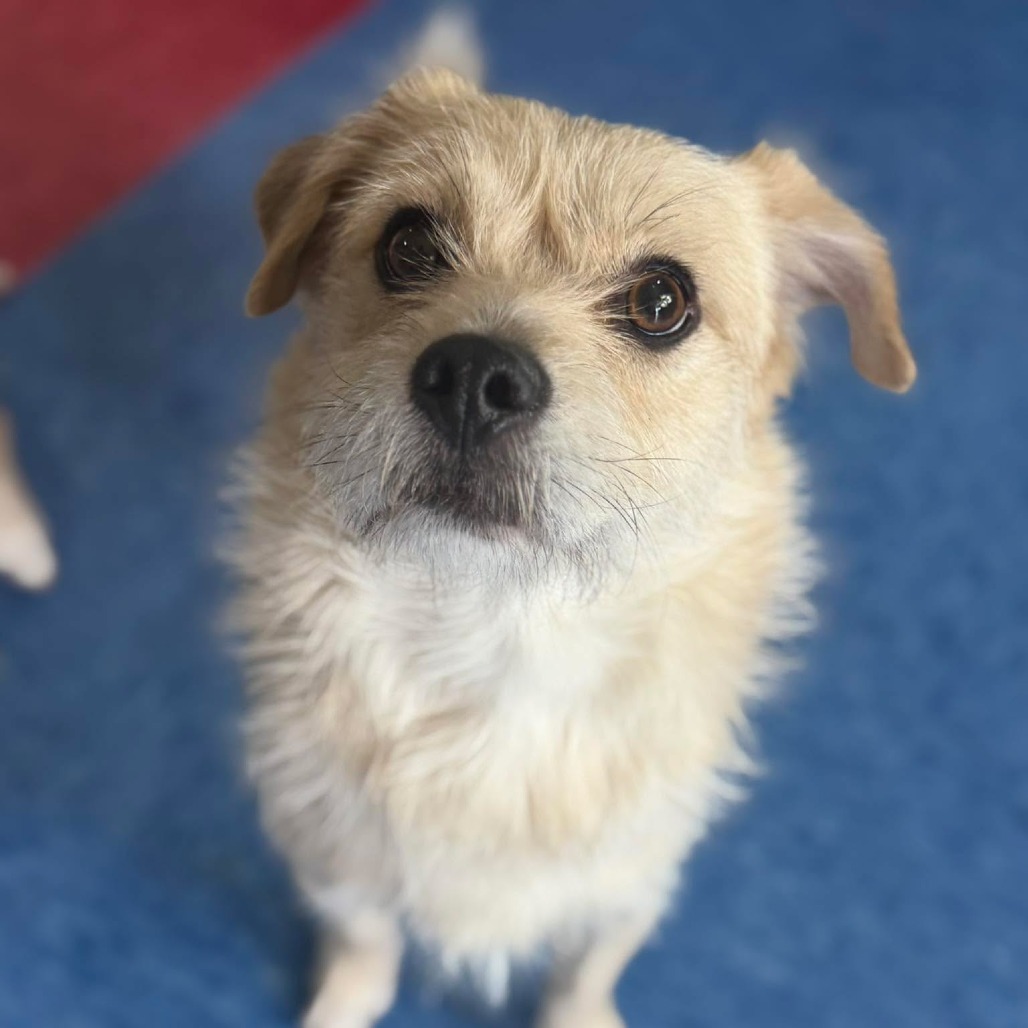 Luis (Bonded with Leon)