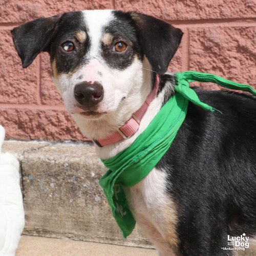LITA - Retriever, Labrador / Beagle available for adoption