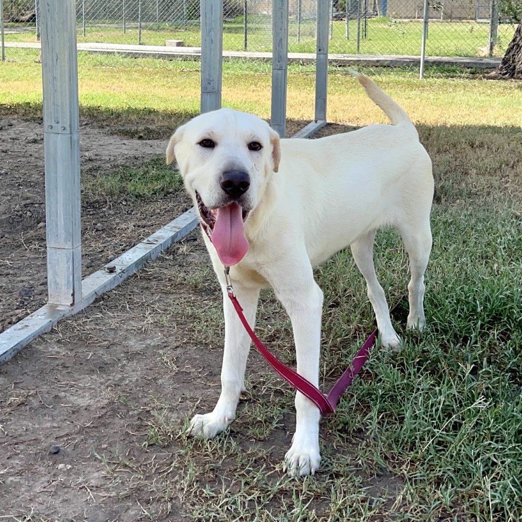 HOOP - Pei, Shar / Mix available for adoption