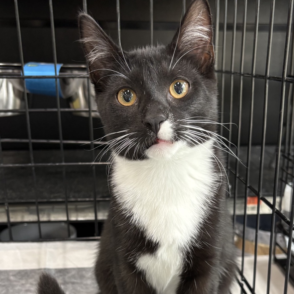 PETE - Domestic Shorthair available for adoption