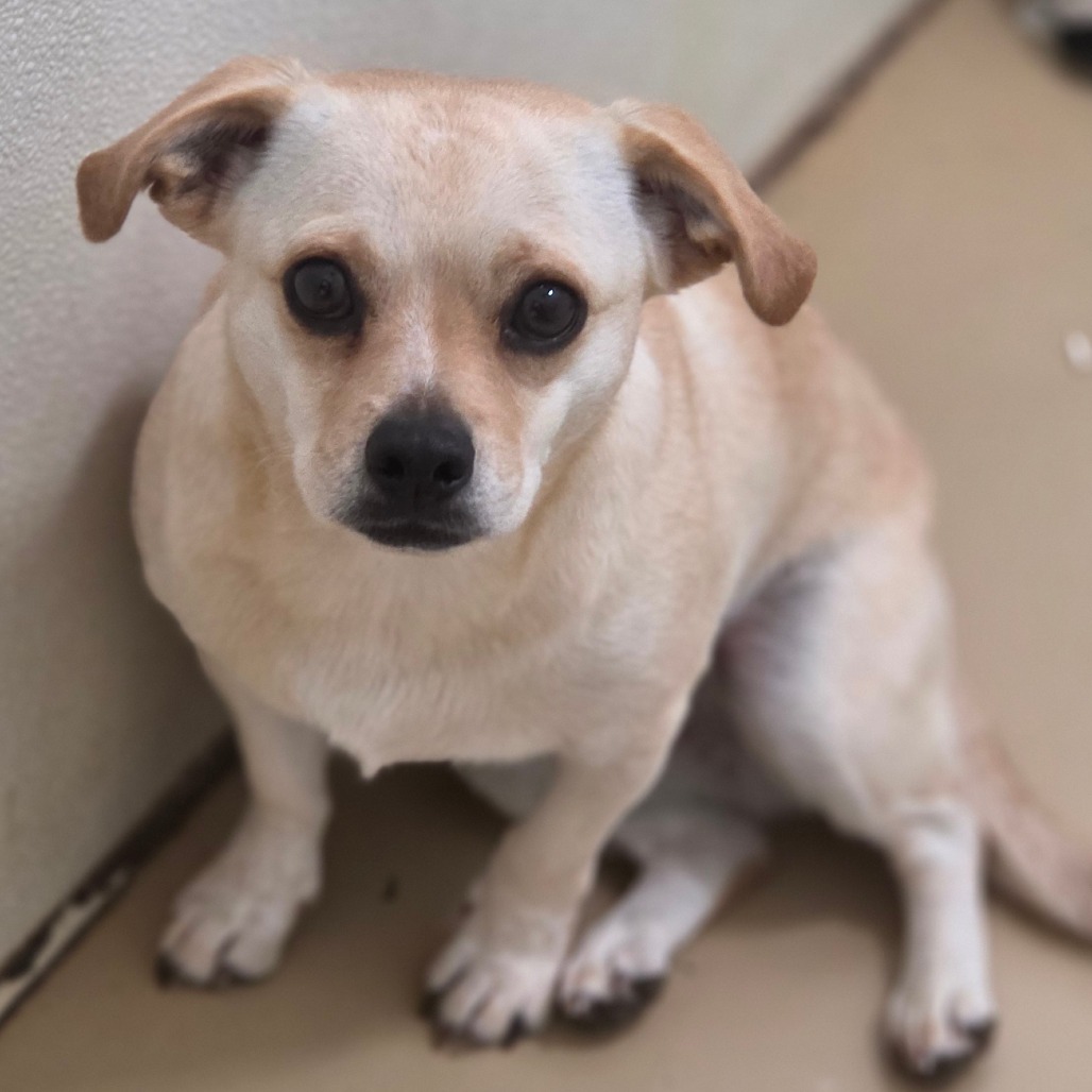 Sookie - Chino Hills Location, photo 2