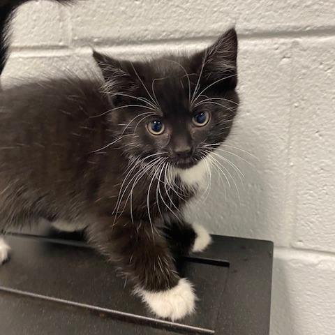 MONICA - Domestic Shorthair available for adoption