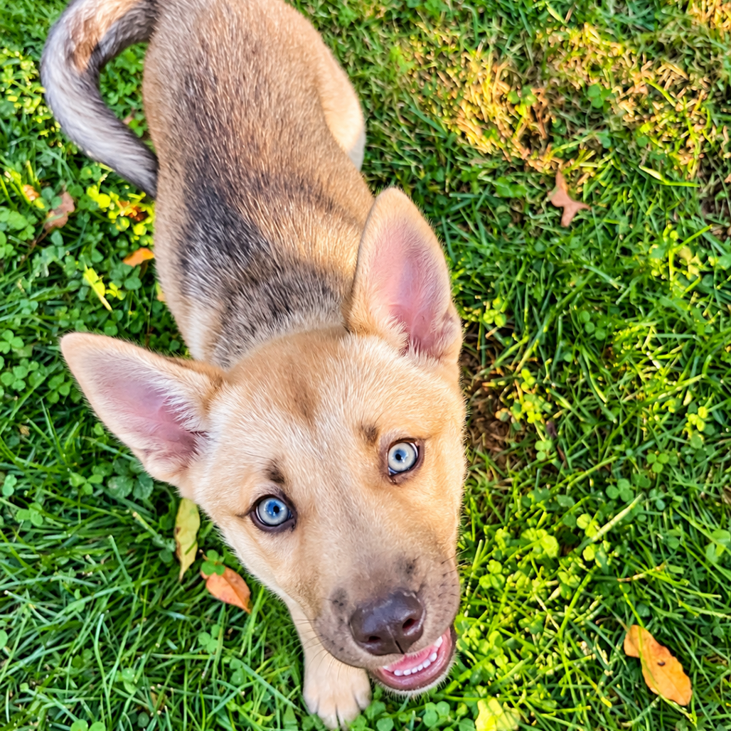 NALA (ADOPTION PENDING) - Husky / Mixed Breed (Medium) available for adoption
