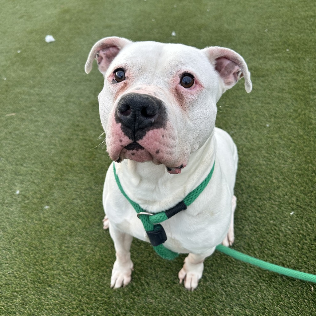 Chance — thumbnail 4