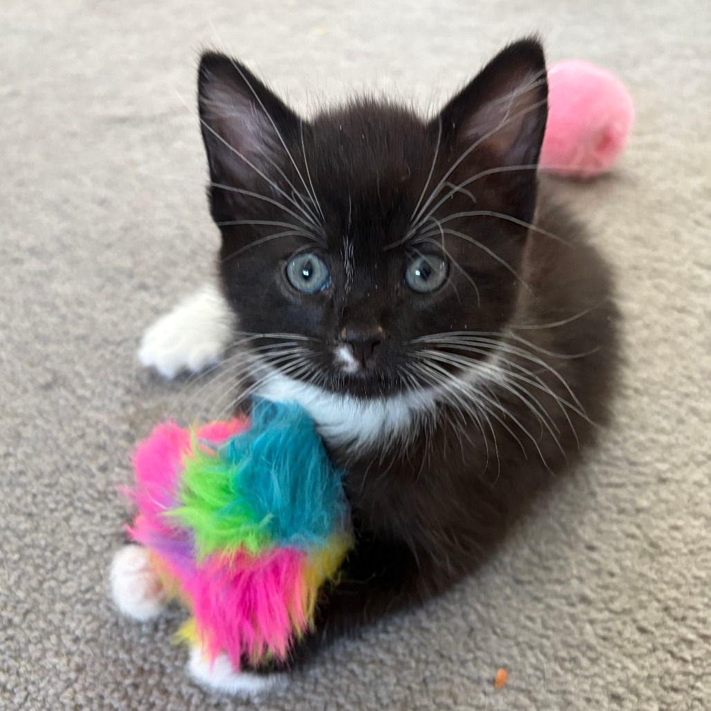 29eddb7367ced711f63a7fe892ed03b5