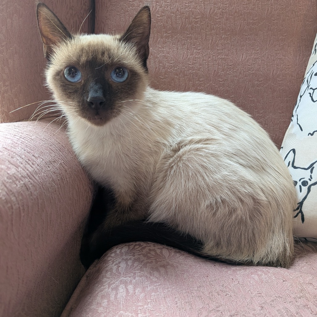 Cinnamon