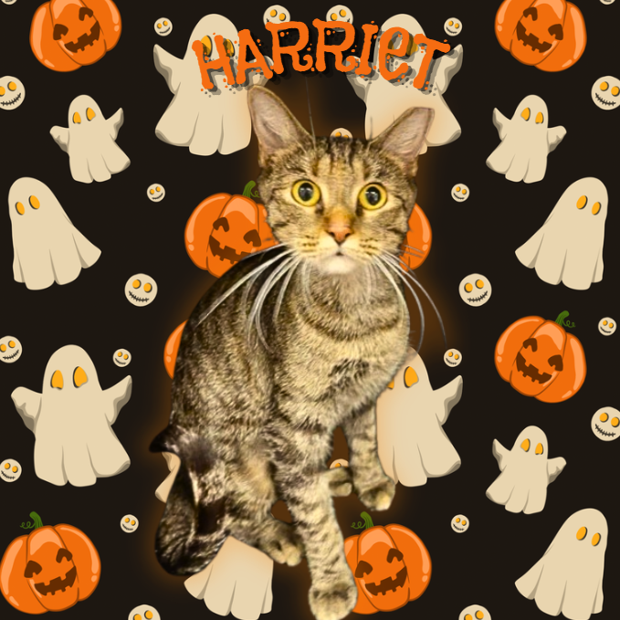 HARRIET - Domestic Shorthair available for adoption