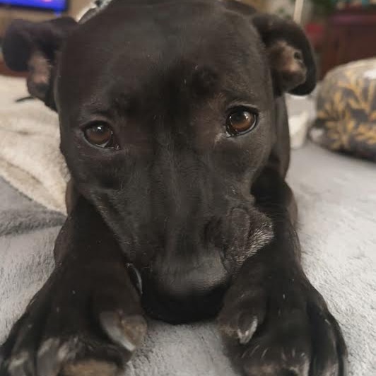 Bashful — thumbnail 8