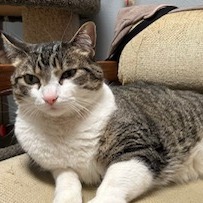 Joey--In Foster, photo 5