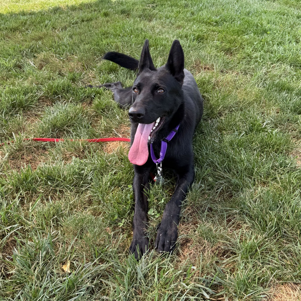 NEBULA (BREED EXPERIENCE REQUIRED) - Shepherd available for adoption