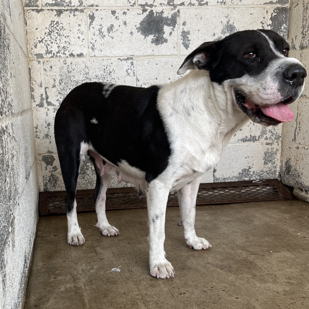 MARGIE - Terrier, Pit Bull / Mixed Breed (Medium) available for adoption