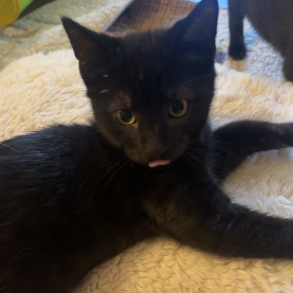 BAT - Domestic Shorthair / Mix available for adoption