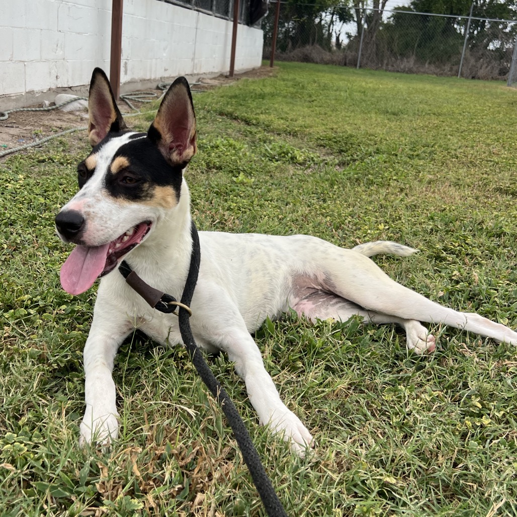 BOUNTY - Terrier, Pit Bull / Mix available for adoption
