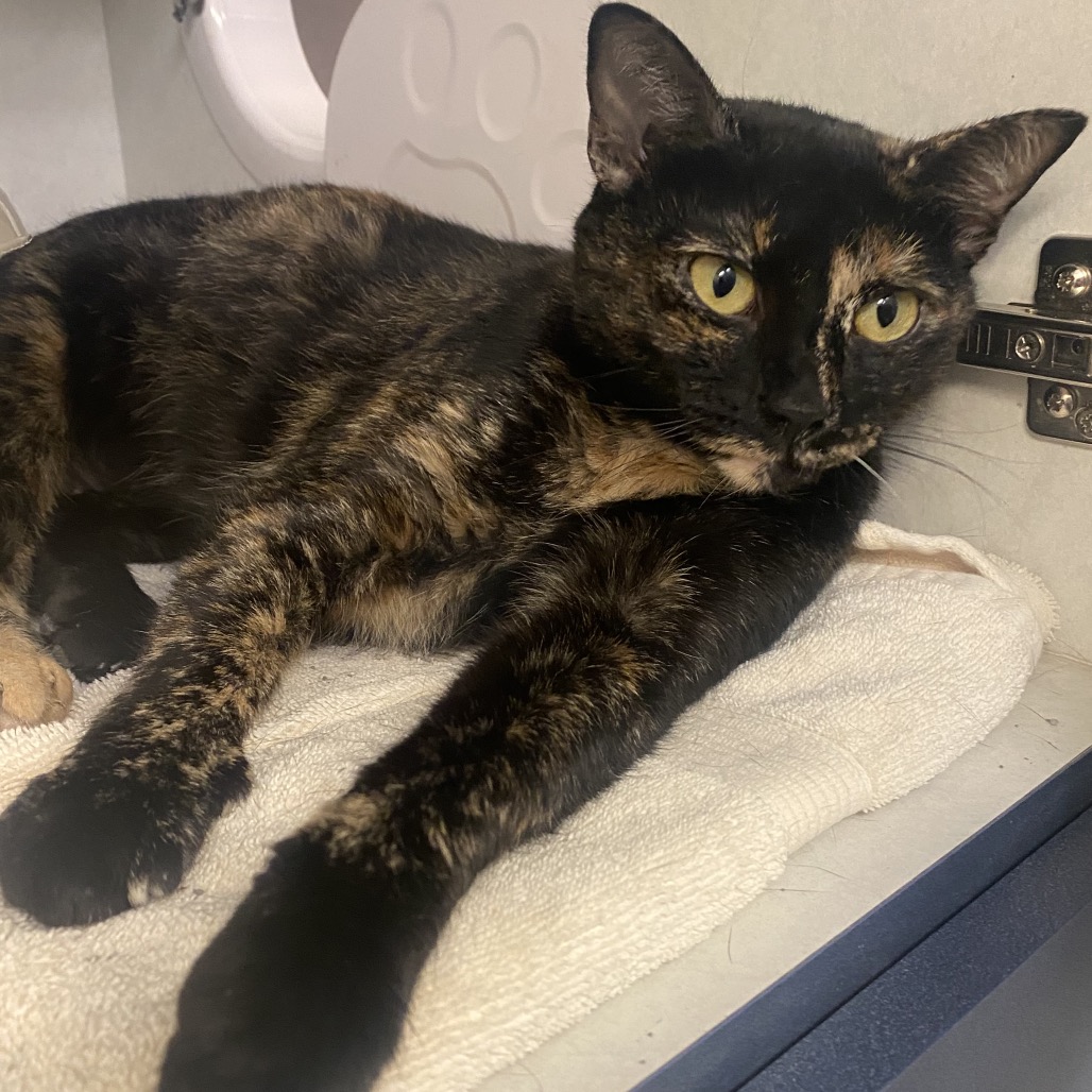 BUTTERNUT - Domestic Shorthair available for adoption