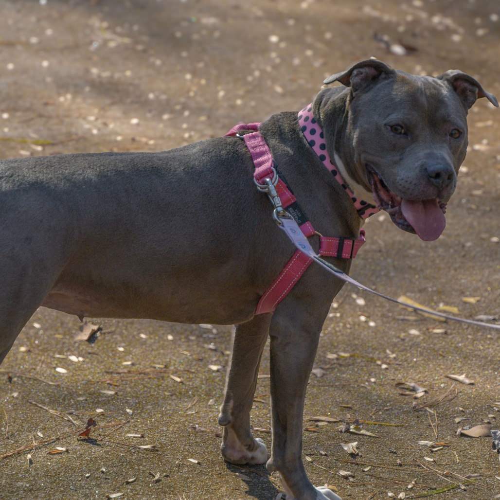 Cora (I Have a Secret Crush!), additional photo