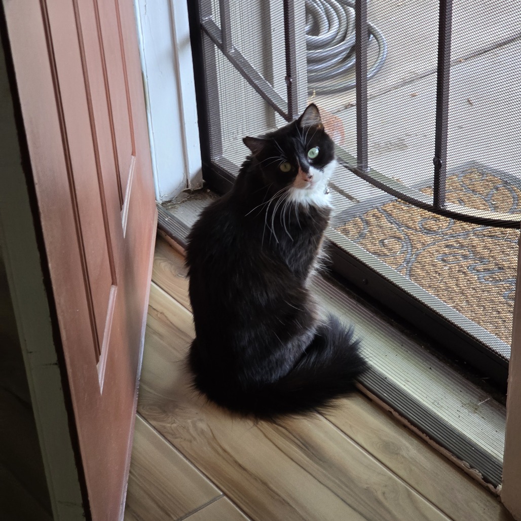 Willow Wisp  picture #2