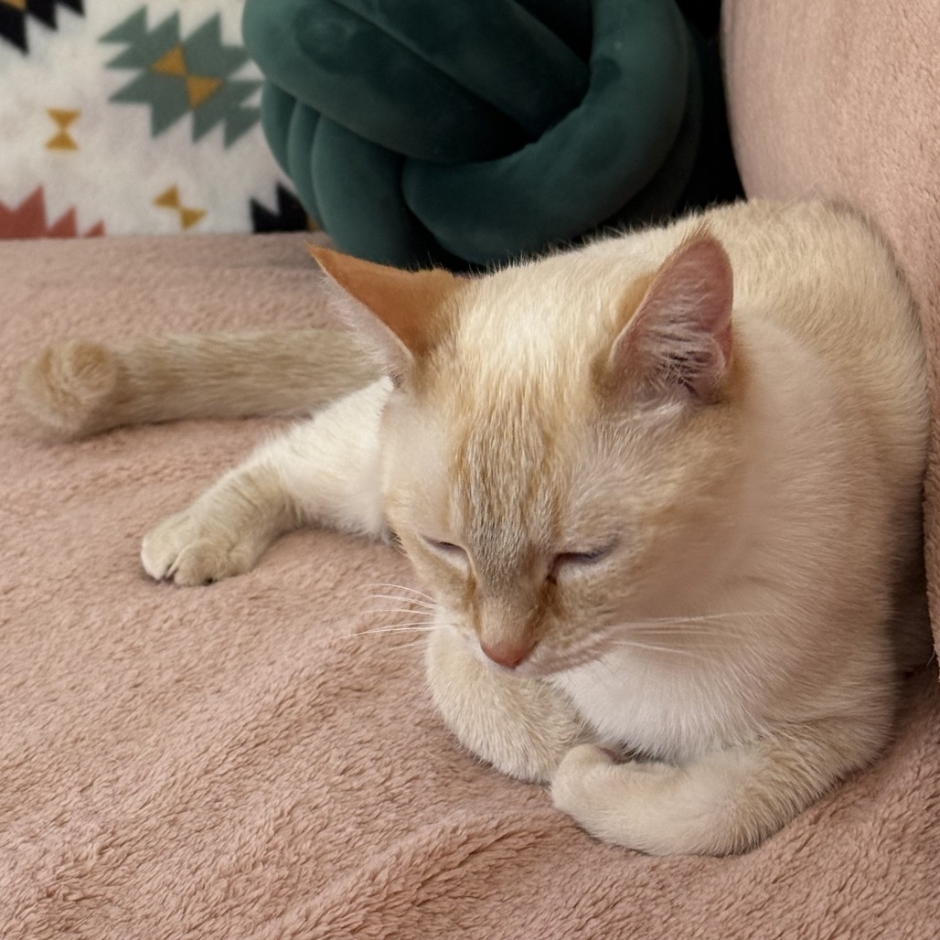 Almond picture #18