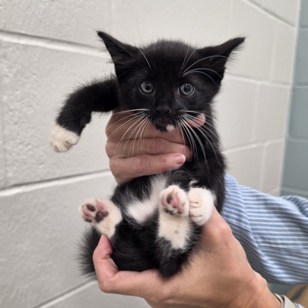 AUSTIN - Domestic Shorthair available for adoption