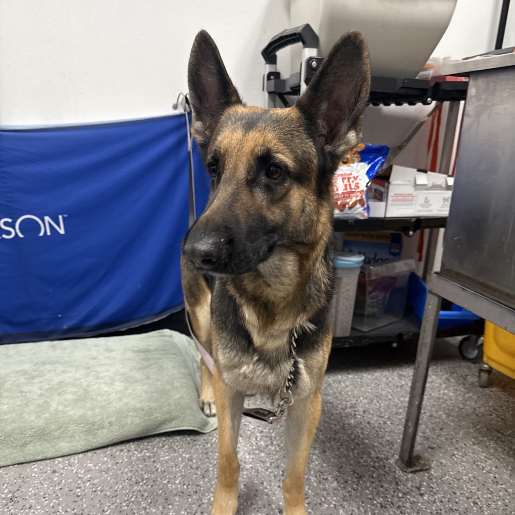 DANA - Shepherd / German available for adoption
