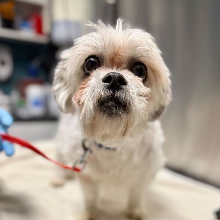 Wallace, additional photo