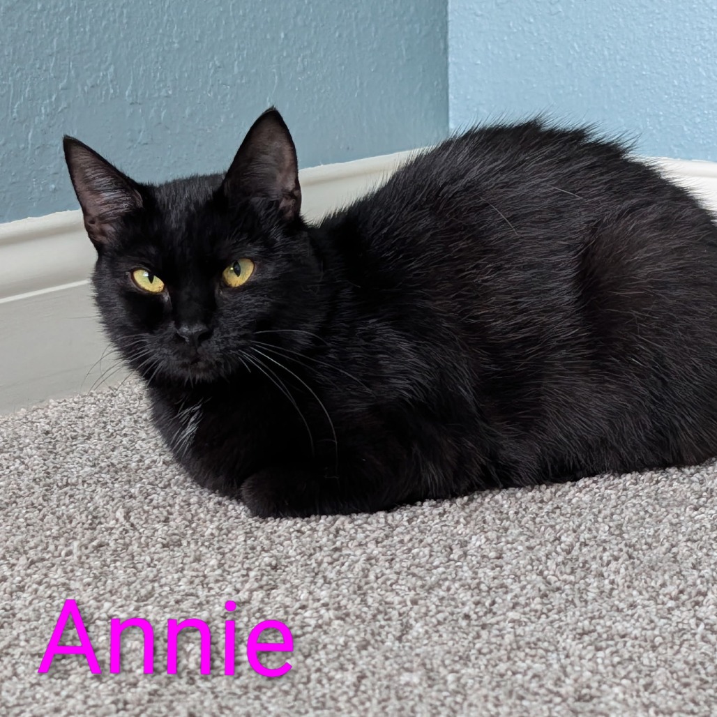 Sweet Annie, an adoptable cat