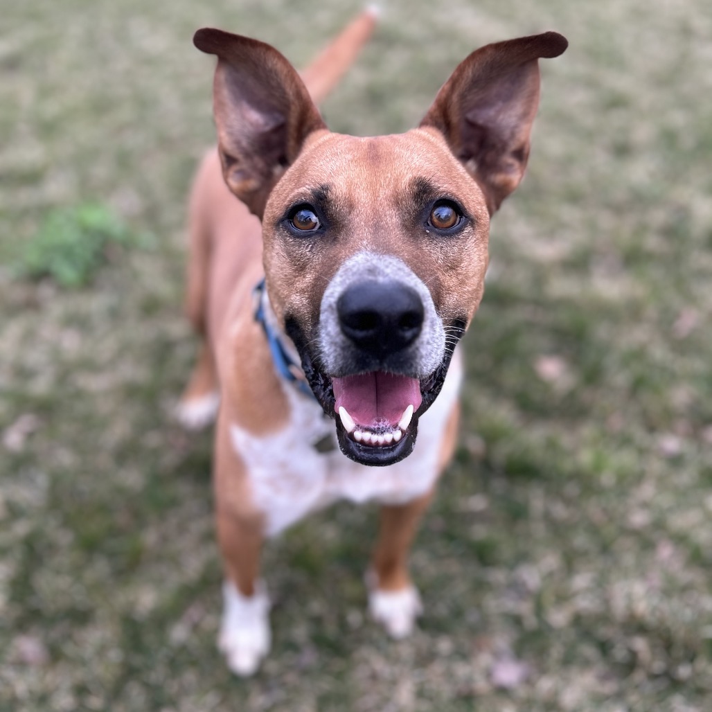 MOONEY - Cattle Dog / Boxer for adoption in Frederick