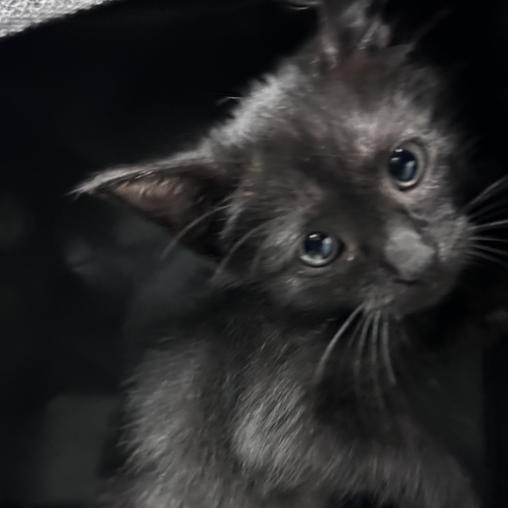 MAC - Domestic Shorthair available for adoption