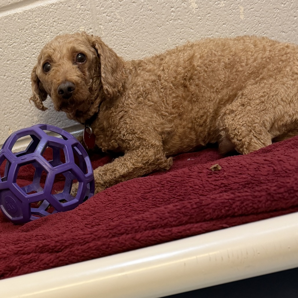 Eeyore — thumbnail 5