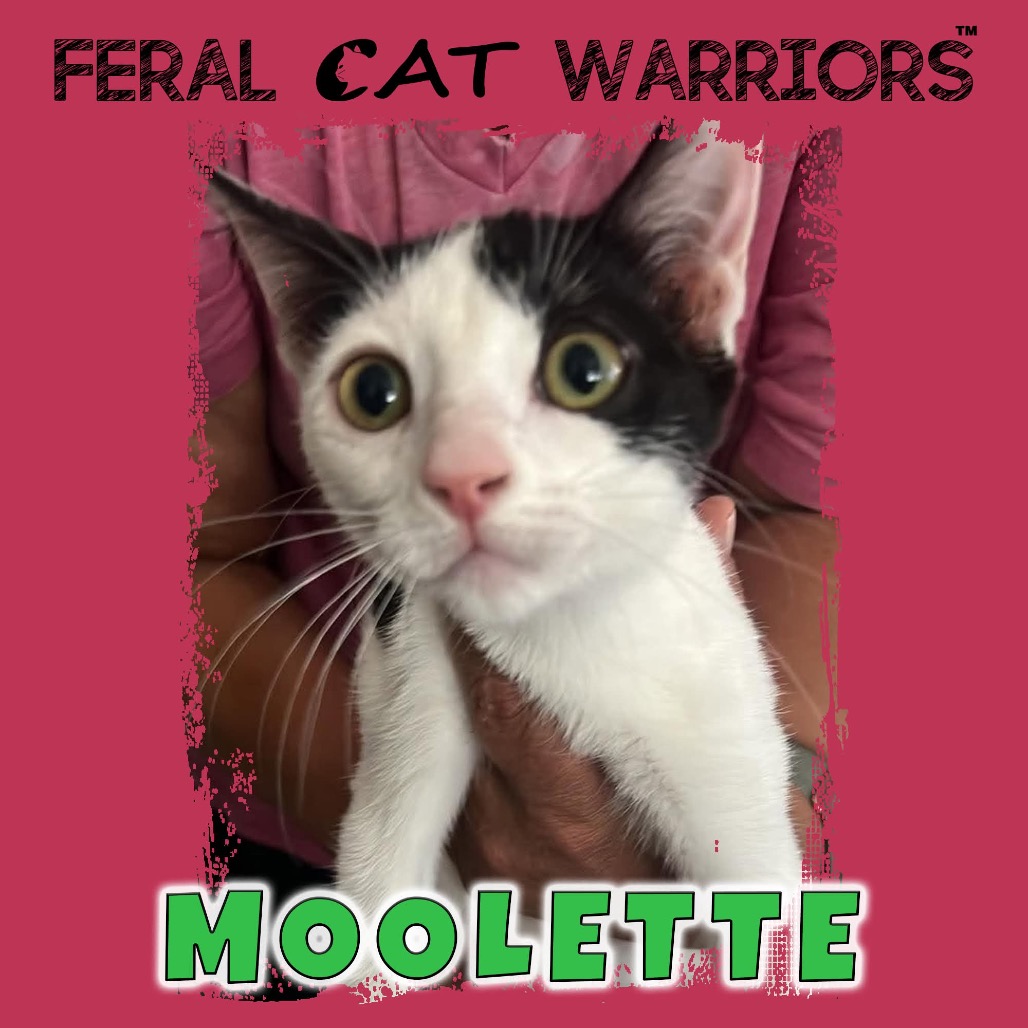Moolette