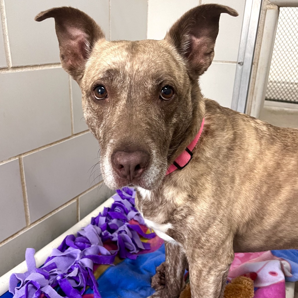 Dixie Loo, photo 29