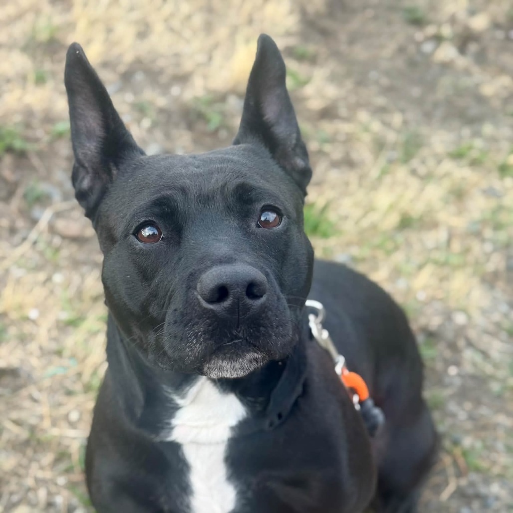 Pit Bull