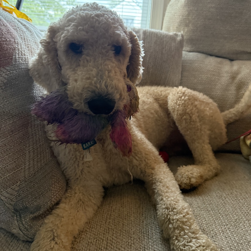 OSCAR - 003965 - Poodle available for adoption