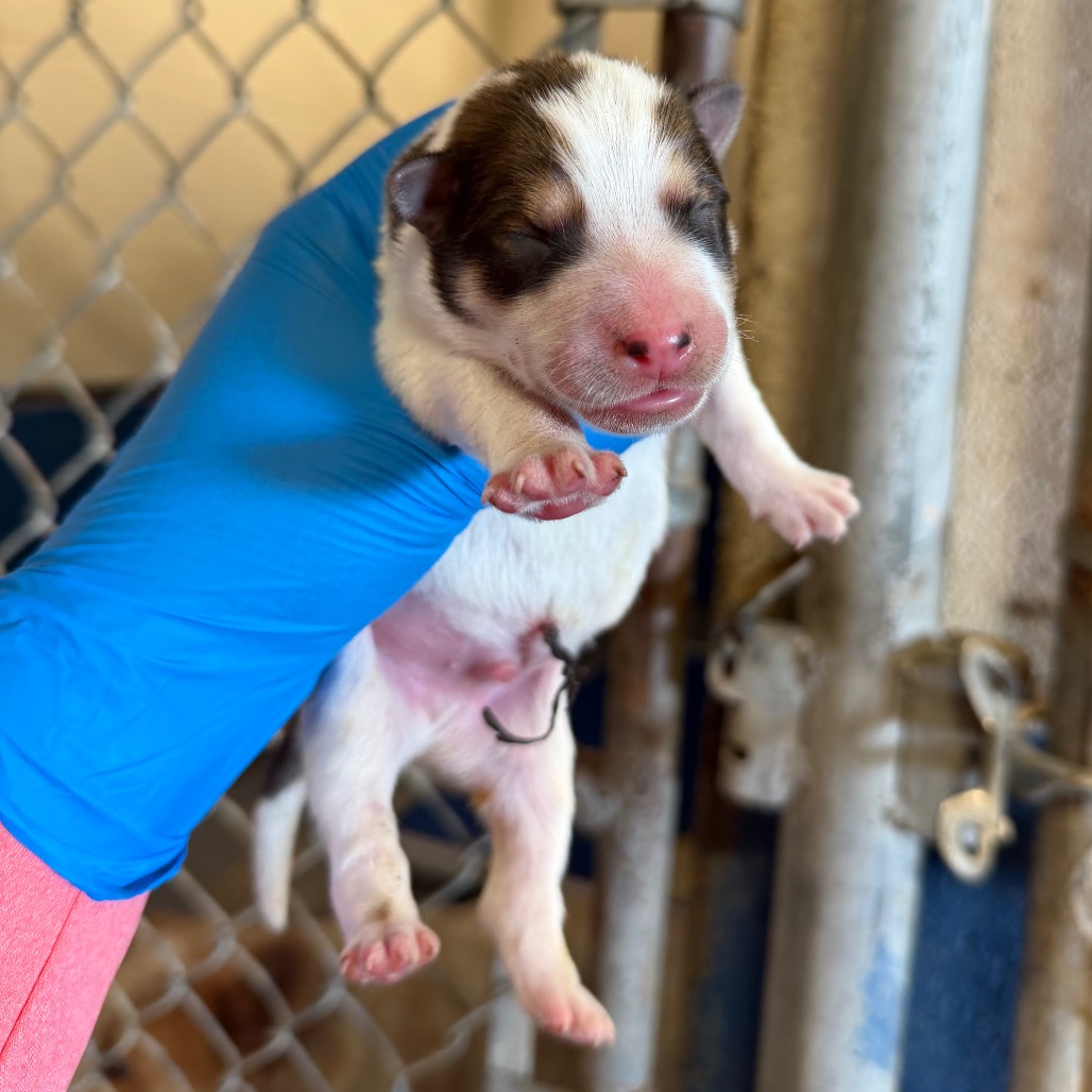 Photo of Baby Beetle, available for adoption at PVAS
